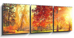 Obraz 3D tdln - 150 x 50 cm F_BM70441318 - Autumn scene. Fall. Trees and leaves in sun light