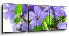 Obraz 3D tdln - 150 x 50 cm F_BM7068319 - Small violet of flower on white background