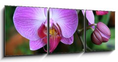Obraz 3D tdln - 150 x 50 cm F_BM71782201 - Beautiful purple orchid - phalaenopsis
