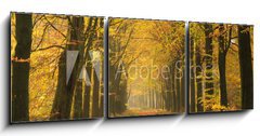 Obraz   Warm autumn colors in a beautiful lane in a forest., 150 x 50 cm