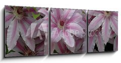 Obraz 3D tdln - 150 x 50 cm F_BM732774 - clematis - klematis