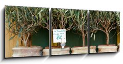 Obraz 3D tdln - 150 x 50 cm F_BM73385366 - Olive trees bonsai