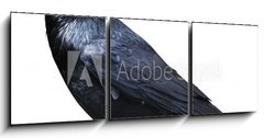 Obraz 3D tdln - 150 x 50 cm F_BM73535109 - Black raven. Bird isolated on white.