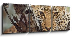 Obraz 3D tdln - 150 x 50 cm F_BM743250 - big cat