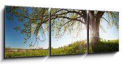 Obraz 3D tdln - 150 x 50 cm F_BM75811470 - Oak tree