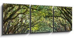 Obraz 3D tdln - 150 x 50 cm F_BM76209403 - Country Road Lined with Oaks in Savannah, Georgia