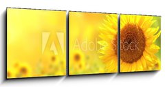 Obraz   Sunflowers, 150 x 50 cm