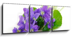 Obraz 3D tdln - 150 x 50 cm F_BM764797 - violets on white background