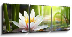 Obraz 3D tdln - 150 x 50 cm F_BM76650282 - lotus flower