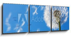 Obraz 3D tdln - 150 x 50 cm F_BM7711607 - Dandelion Flying Seeds