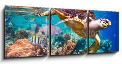 Obraz 3D třídílný - 150 x 50 cm F_BM77146644 - Hawksbill Turtle - Eretmochelys imbricata