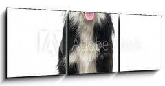 Obraz 3D tdln - 150 x 50 cm F_BM77673572 - Border Collie (2 years old)