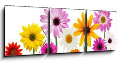 Obraz 3D tdln - 150 x 50 cm F_BM7866722 - Summer daisies