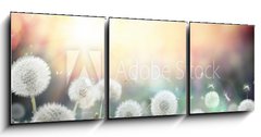 Obraz 3D tdln - 150 x 50 cm F_BM79562753 - field of dandelion in sunset - bokeh and allergy