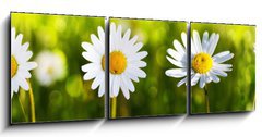 Obraz 3D tdln - 150 x 50 cm F_BM80255596 - White daisy flowers .