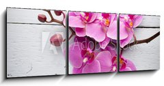 Obraz 3D třídílný - 150 x 50 cm F_BM80265794 - Pink orchid flower. - Růžová orchidejová květina.