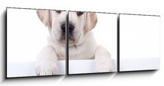 Obraz 3D tdln - 150 x 50 cm F_BM80290428 - Puppy dog holding sign or banner isolated