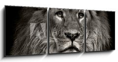 Obraz 3D tdln - 150 x 50 cm F_BM80704831 - arrogant lion