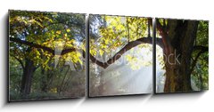Obraz 3D třídílný - 150 x 50 cm F_BM80921295 - mighty oak tree - mocný dub