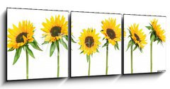 Obraz 3D tdln - 150 x 50 cm F_BM814278 - sunflowers - slunenice