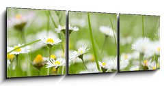 Obraz 3D třídílný - 150 x 50 cm F_BM81771546 - Chamomile in grass - Heřmánek v trávě