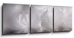 Obraz   Dandelion seeds. Many dandelion seeds, close up flower seeds., 150 x 50 cm