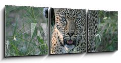 Obraz 3D tdln - 150 x 50 cm F_BM8415986 - leopard