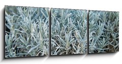 Obraz 3D tdln - 150 x 50 cm F_BM84844244 - Lavender in a flower shop.