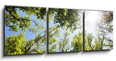 Obraz 3D třídílný - 150 x 50 cm F_BM86048117 - A ray of sunlight in the trees - Sluneční paprsky ve stromu