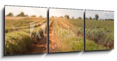 Obraz 3D třídílný - 150 x 50 cm F_BM86512213 - Harvested lavender field - Sbírá levandule pole
