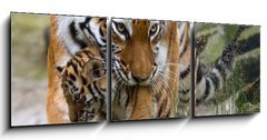 Obraz 3D tdln - 150 x 50 cm F_BM8785613 - Siberian tiger with a baby between her teeth