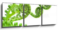 Obraz 3D tdln - 150 x 50 cm F_BM8942072 - fern