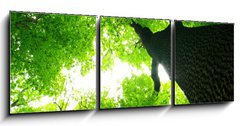 Obraz 3D tdln - 150 x 50 cm F_BM9016603 - green leaves - zelen listy