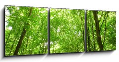 Obraz 3D tdln - 150 x 50 cm F_BM9130682 - sunlight in trees of green forest