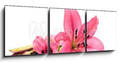 Obraz   Pink lily, 150 x 50 cm