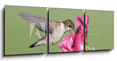 Obraz 3D tdln - 150 x 50 cm F_BM9628124 - Juvenile Ruby-throated Hummingbird (archilochus colubris)