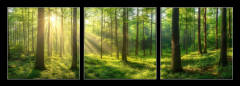 Obraz 3D třídílný - 150 x 50 cm F_BM967529857 - Sunbeams Filtering Through a Lush Forest