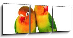 Obraz 3D tdln - 150 x 50 cm F_BM9682324 - Pair of lovebirds agapornis-fischeri isolated on white