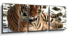 Obraz 3D tdln - 150 x 50 cm F_BM9779965 - Tiger