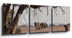 Obraz 3D třídílný - 150 x 50 cm F_BM98815534 - Elefantenherde verlsst das Wasserloch; Etosha; Namibia - Elefantenherde verl sst das Wasserloch Etosha Namibie