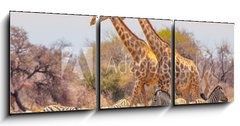Obraz 3D třídílný - 150 x 50 cm F_BM99320619 - Giraffes and zebras at waterhole - Žirafy a zebry u napajedla