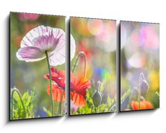 Obraz 3D tdln - 90 x 50 cm F_BS100107634 - spring meadow with red poppies