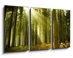 Obraz 3D tdln - 90 x 50 cm F_BS10017097 - Pine forest with the last of the sun shining through the trees.