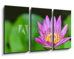 Obraz 3D tdln - 90 x 50 cm F_BS100962988 - Beautiful lotus bloom bright