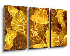 Obraz   ammonite nautilus sea shell fossil background, 90 x 50 cm