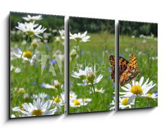 Obraz 3D tdln - 90 x 50 cm F_BS10201983 - Butterfly Queen of Spain Fritillary - spring landscape