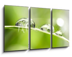 Obraz 3D tdln - 90 x 50 cm F_BS10523308 - drops with green grass