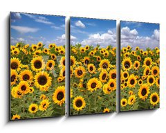 Obraz 3D tdln - 90 x 50 cm F_BS10725175 - Sunflower Farmland With Blue Cloudy Sky - Slunenice zemdlsk pdy s modrou oblano nebe