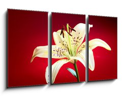 Obraz 3D tdln - 90 x 50 cm F_BS10726288 - lily flower
