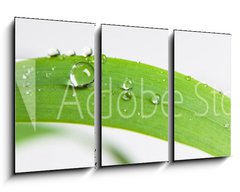 Obraz 3D tdln - 90 x 50 cm F_BS107308034 - bubble drop on clover isolated on white